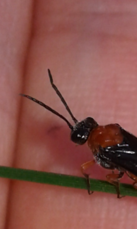 Tenthredinidae : Dolerus etruscus?